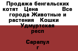 Продажа бенгальских котят › Цена ­ 20 000 - Все города Животные и растения » Кошки   . Удмуртская респ.,Сарапул г.